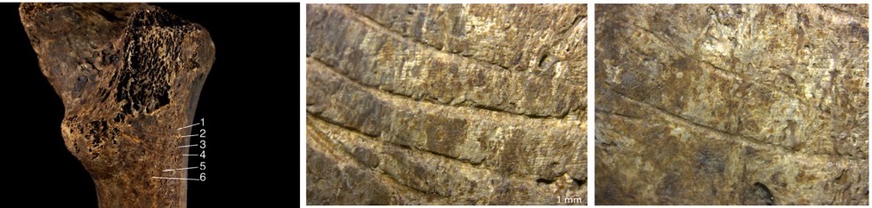 Macintosh HD:Users:FEC:Desktop:Figura 11.jpg