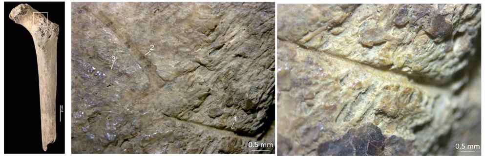 Macintosh HD:Users:FEC:Desktop:Figura 12.jpg