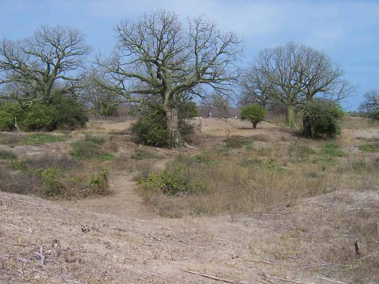 Abrir en nueva ventana