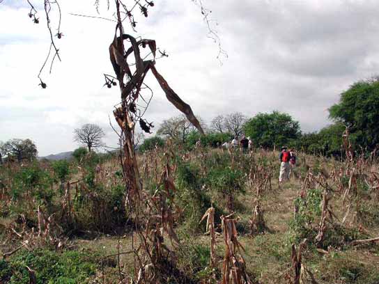 Abrir en nueva ventana