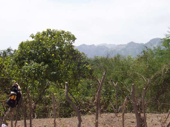 Abrir en nueva ventana