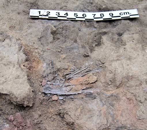 Abrir en nueva ventana